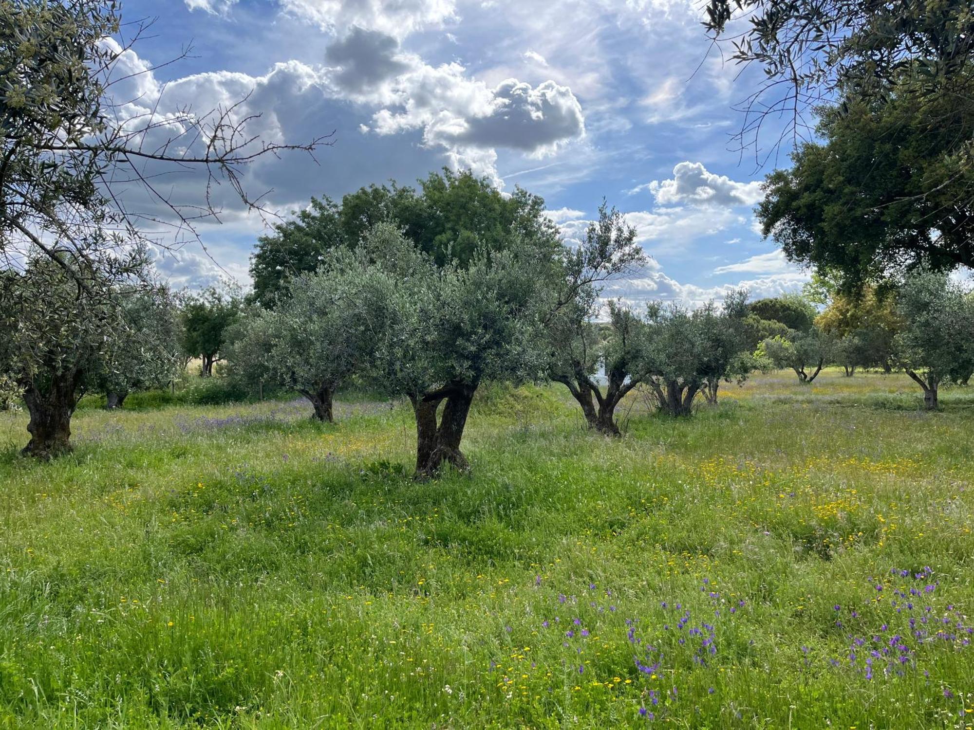 Vila Quinta Do Faisco Évora Exteriér fotografie
