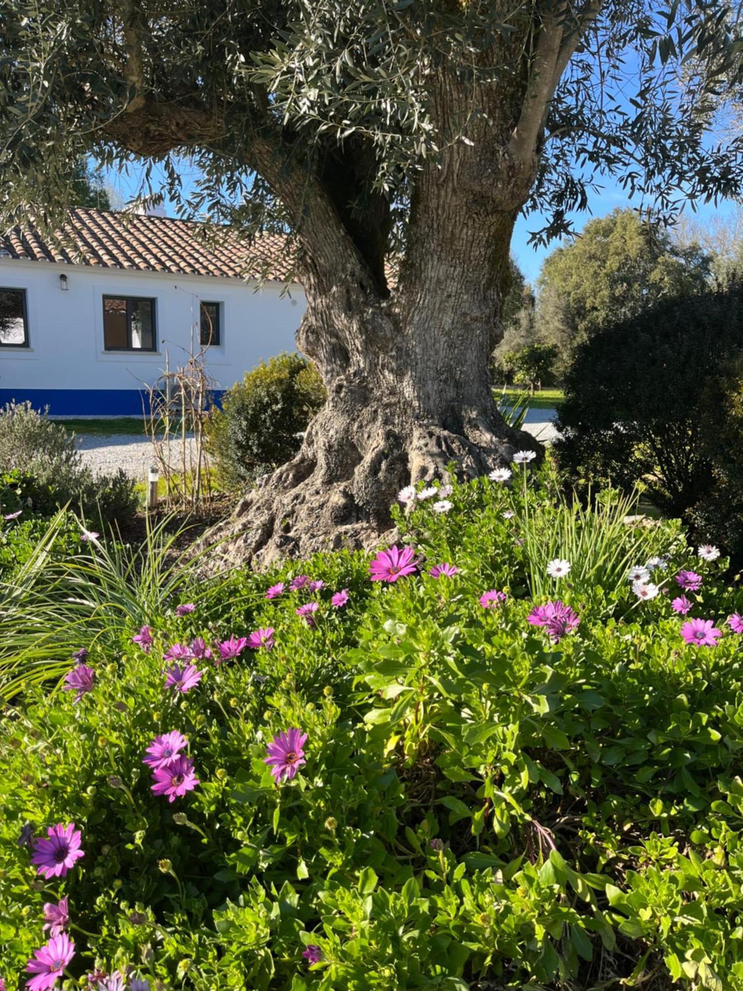 Vila Quinta Do Faisco Évora Exteriér fotografie